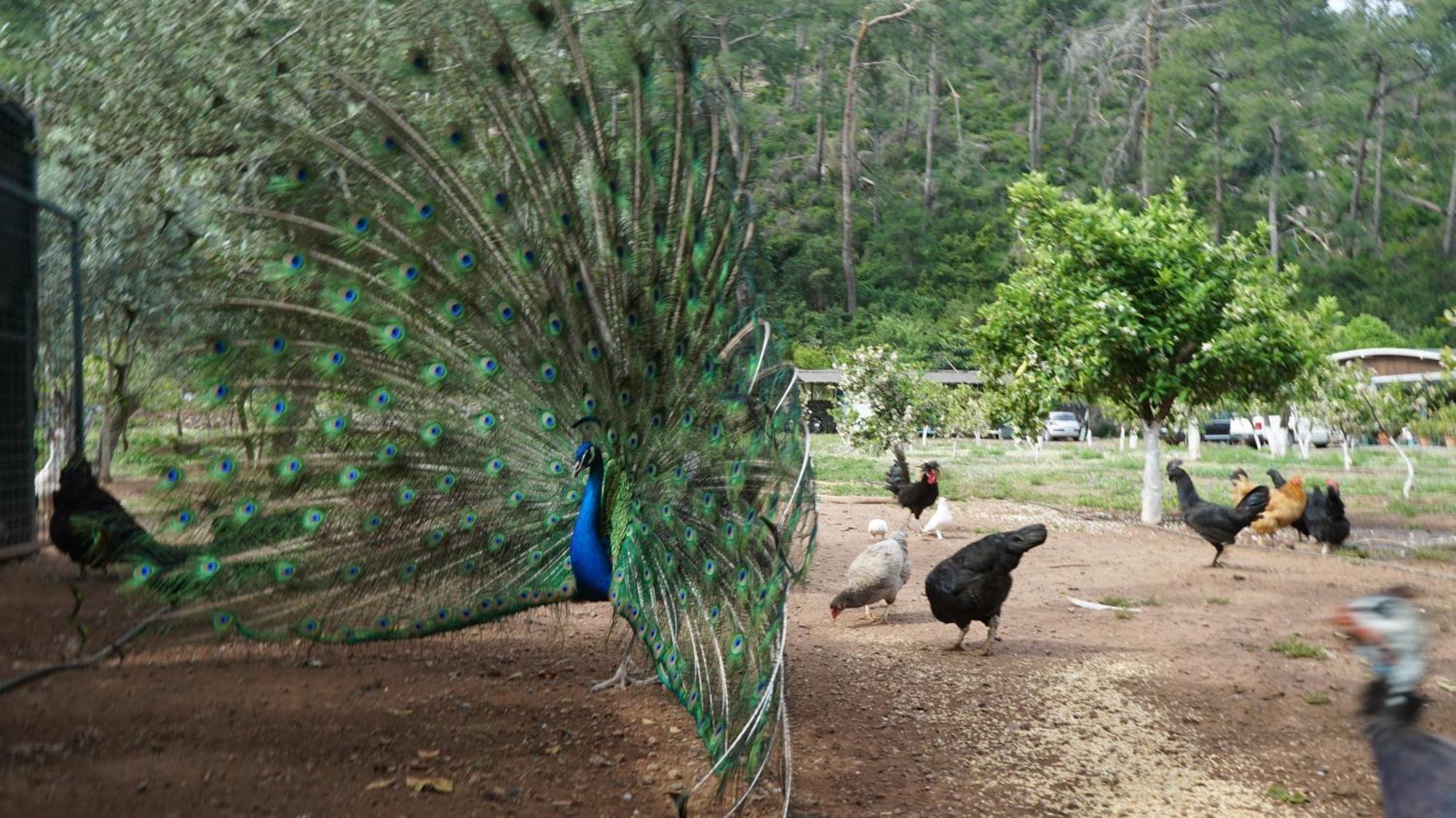 Doga Ciftlik Konaklama Marmaris Bagian luar foto